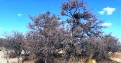 Cod- 121 – 8 Hectáreas de terreno para cultivo a solo 24 km. de Cura Brochero.