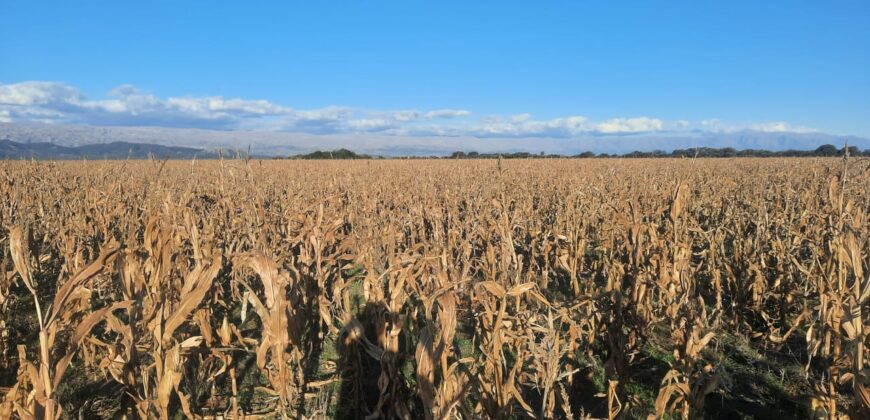 Cod- 100 – 12 Hectáreas agrícolas a 17 km. de Cura Brochero.