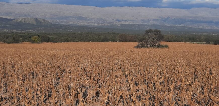 Cod- 100 – 12 Hectáreas agrícolas a 17 km. de Cura Brochero.