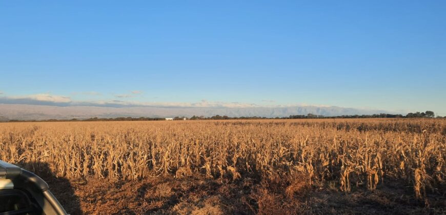 Cod- 100 – 12 Hectáreas agrícolas a 17 km. de Cura Brochero.
