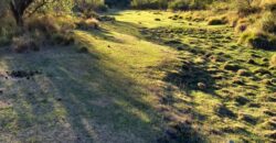 COD 103- CAMPO 1450 HECTÁREAS CON AGUA GANADERO-TURÍSTICAS PANAHOLMA