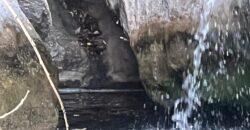 COD 103- CAMPO 1450 HECTÁREAS CON AGUA GANADERO-TURÍSTICAS PANAHOLMA
